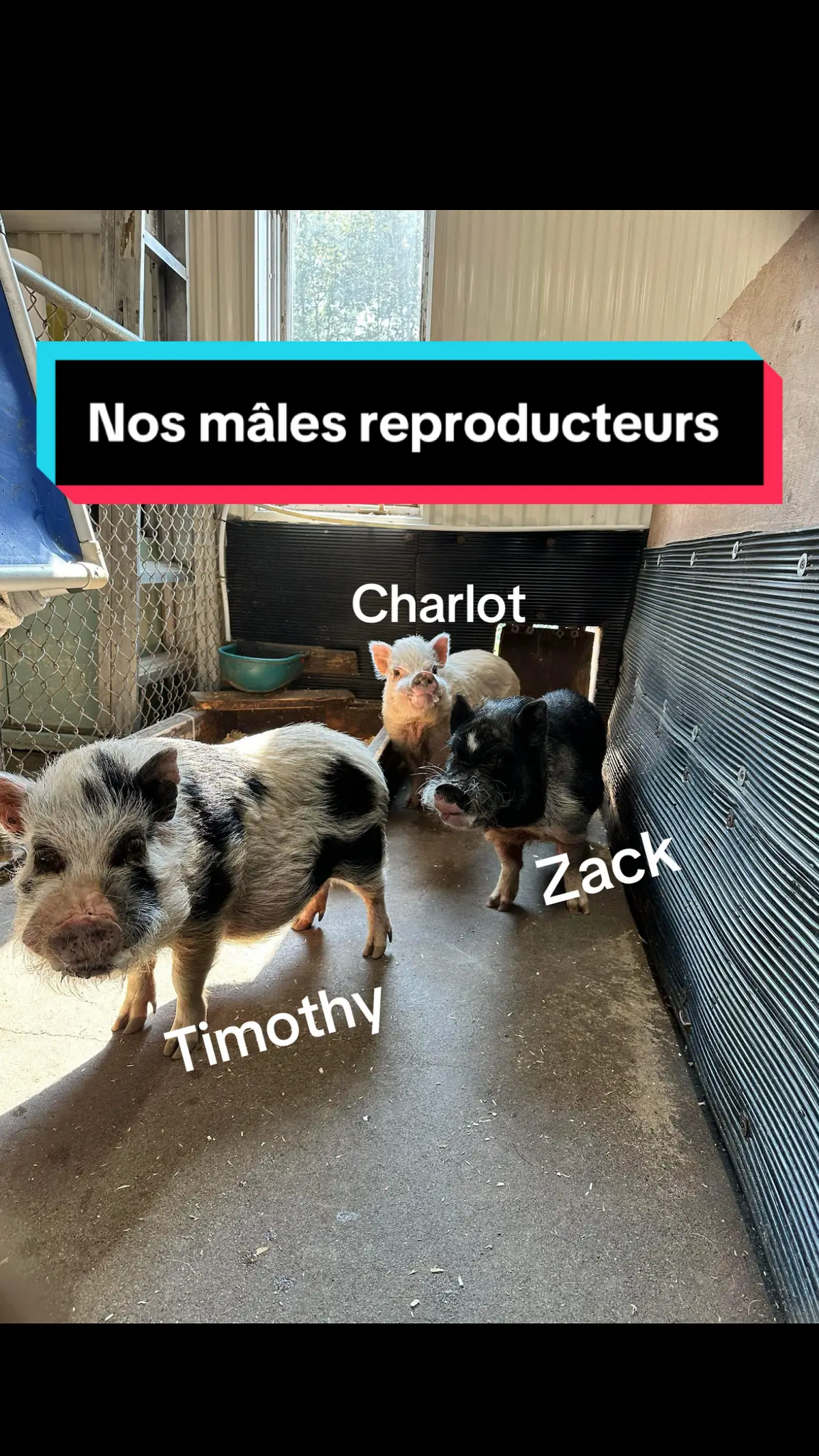 Nos petits boys vous saluent !! 🐽🩵🐽🩵🐽 Le dalmatien à gauche : Timothy  Rose au centre arrière : Charlot Boston bringé à droite : Zack avec sa grimace  Nos 3 mâles reproducteurs à l’élevage. Ils sont tous nés en 2020. 4 ans déjà !  #male #elevagecochonsminiatures #cochonadulte #cochonminiaturequebec #minicochon #cochonduquebec 