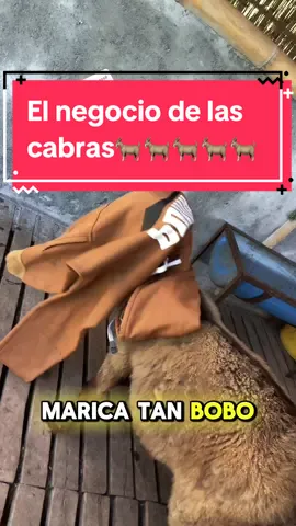 Respuesta a @José Manuel Muñoz Ayala El negocio de las cabras es como cualquier negocio. #caprinosdamiangarcia #granjacaprina #aprisco #apriscos #caprinosejecafetero #cabrascolombia #cabraslecheras #caprinocultura #cabras #goat 