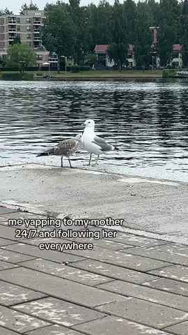 i'll never stop bothering her #foryou #fyp #relatable #yapping #bird #seagull #viral 