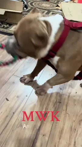 Training day #kingkong #americanbulys #XL #americanbully×| #MajesticBully #son #americanbullly #king #father #sire #Ch455bdetox #rip #Detox #stud #puppies #fawn #white #45southbullies #mwk #motivatation  #inspire #midwestkustomsinc #entertainment