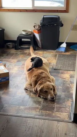 They get so excited 😂🥰
