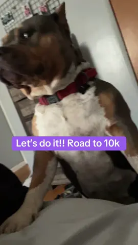 Repost 🙏🙏#roadto10kfollowers #fypシ゚viral #dogsoftiktok #xlbully #funnydog #furmoms #dogenrichment 