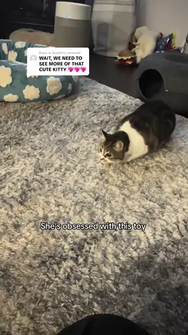 Replying to @Suzette she is obsessed  I love how she pounces 😂