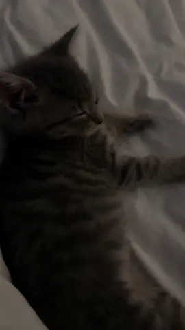 :) #kitty #cat #catsoftiktok #kitten #car #catlovers #cattok 