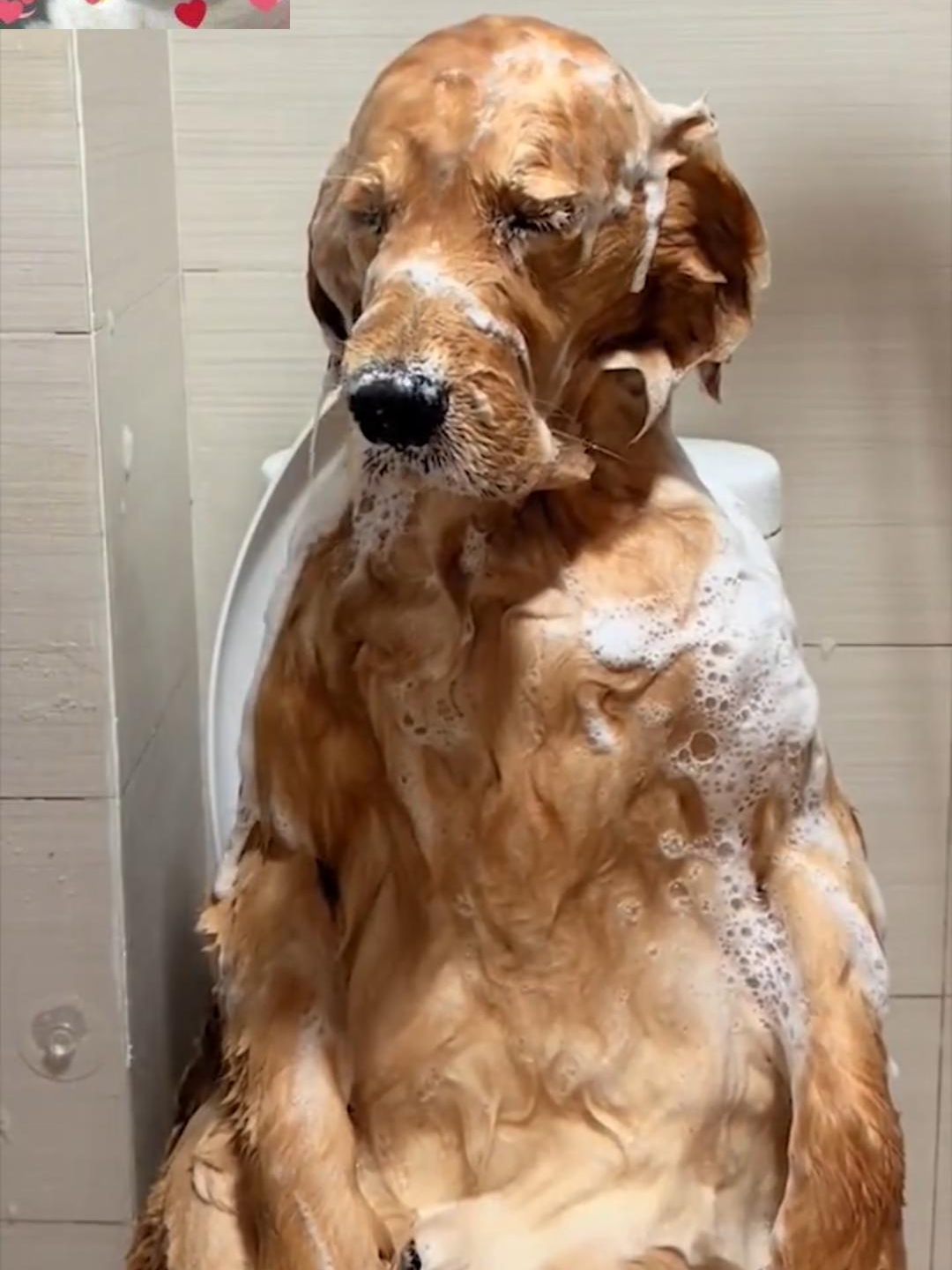 Does your dog bathe like this? #fyp #dog #dogs #dogsvideo #pet #DogTraining #dogfunny #fypシ #puppy #pets #foryou #petbed #dogbed #catbed #pethouse #doghouse #cathouse #pettoys #dogtoys