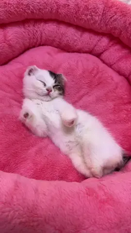 If you don’t love,please don’t hurt.#tiktok #foruyou #fpy #Love #cat #sad #healing #warming #touching #usa 