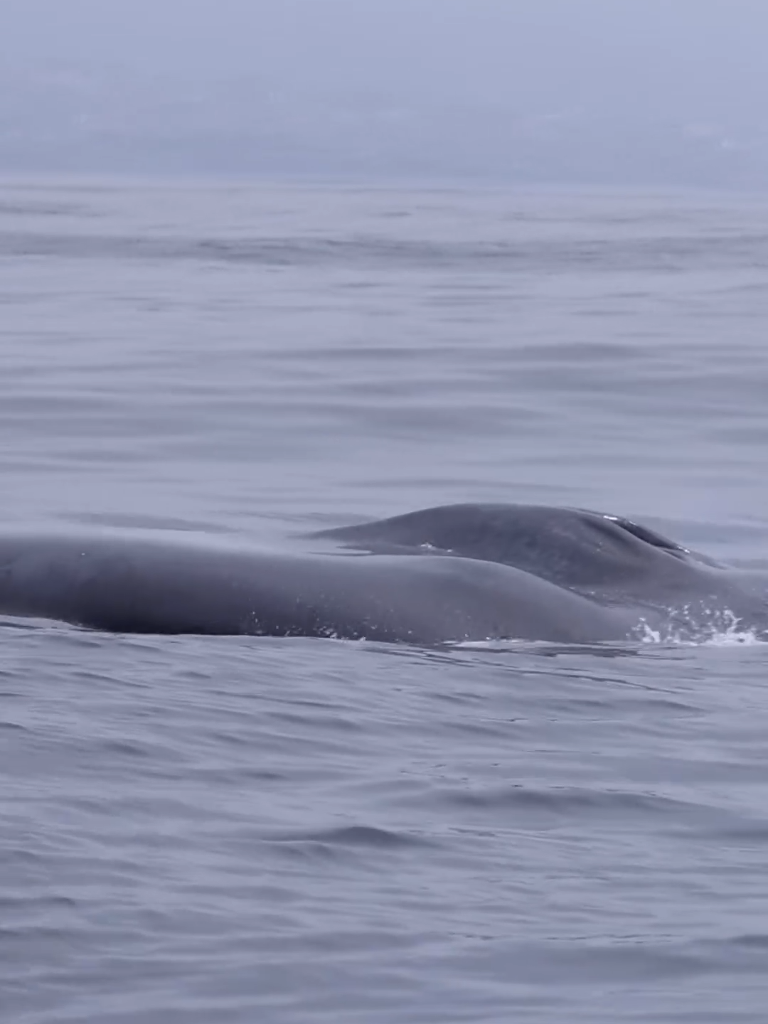 The never-ending-freight train that is the mighty Blue Whale! Everyone knows that the Blue Whale is the largest animal in the world, but it’s not always easy to capture them in a way that really puts their enormous size into perspective! Most of the time when a Blue Whale comes to the surface to breathe, only about a third of the whale is visible on the surface. There’s one big exception to that rule however: the moment a Blue Whale decides to go for a deep dive! When a Blue Whale prepares to return to the abyss, it takes one final DEEP breath. It then arches its entire back above the surface, and…if you’re very lucky, it raises its tail high into the air! Only about 10-20% of Blue Whales show their tails on their deep dives, so it’s a real “fluke” when they do! • • • #nature #wildlife #whales #whalewatching #california #photography