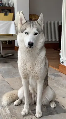 🐩🐾🥰