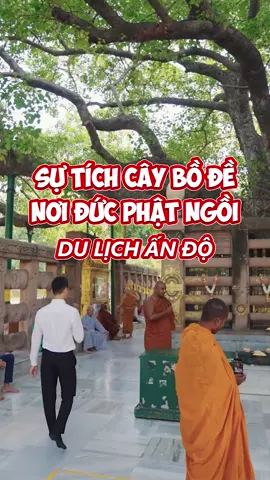 Cây bồ đề nơi đức Phật giác ngộ tại Bồ Đề Đạo Tràng Ấn Độ #LearnOnTikTok #dulichando #phatgiao #bongngomario 