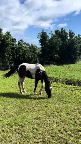 Comiendo al sol #caballo  #Summer  #Asturias #piliymili🤭😂 #Lucero #Irlandes #payeiros #ñamñamñam 
