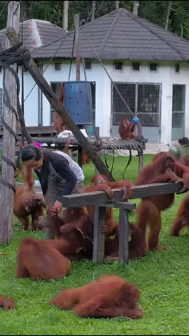 🌿 Watch as our little orangutan students master the art of insect and honey extraction! 🐜🍯 Armed with sticks, they delicately probe small crevices, their slurps and kisses creating the sweetest ASMR symphony. 🎶 How You Can Help: 🔸 Donate: 🔗in bio - Let's build a new jungle school for these curious learners! 🔸 Spread the Buzz: Share their sticky adventures using #OrangutanJungleSchool. #WildlifeEducation #StickyFingers #ASMR #animallovers #animalrightsactivists #primates #orangutans #funnyorangutan #apes #greatapes #wildlife #animalconservation #deforestation #animalrights #cuteanimals #orangutanprotection #primates #chimps #savetheanimals