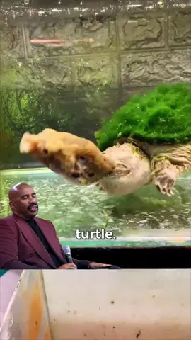 What will happen? Ah, ah, ah, ah, ah. Oh, it's bulging. Wow, big balloon #steve #nature #turtlevsturtle 