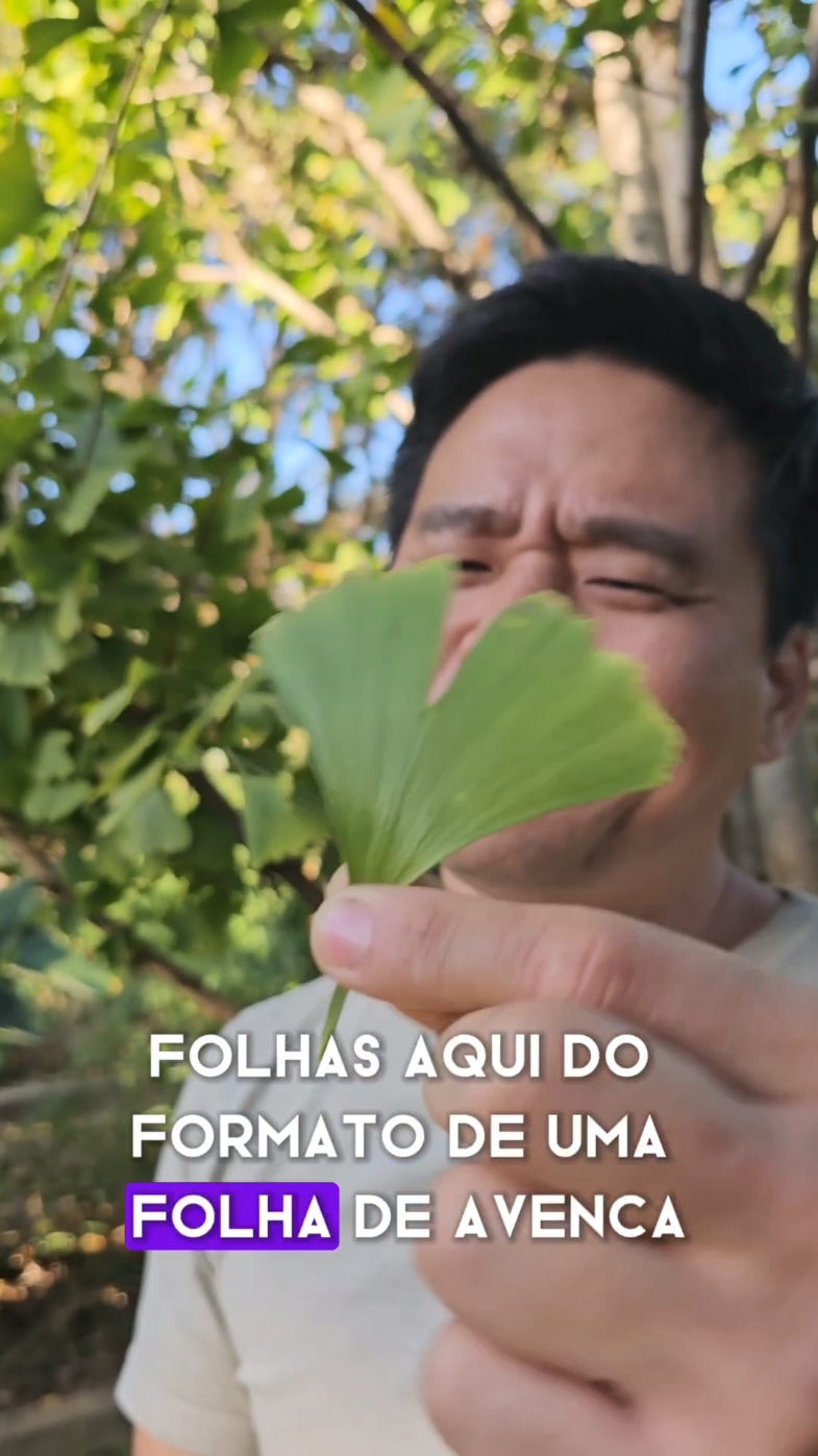 Acreditem ou não, esta planta é um fóssil vivo, pois o Ginkgo biloba é uma espécie que já existia na época dos dinossauros, ao contrário da grande maioria das outras espécies de plantas que conhecemos. Este vídeo foi gravado no Jardim Botânico Plantarum, em Nova Odessa/SP. Venham conhecer! #plantas #jurassico #fossilvivo #especiesantigas #especiesdeplantas #especues #ginkgo #ginkgobiloba  #jardim #jardinagem  #paisagismos 