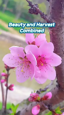 Grow your own  peach tree##foryoupage##flowers##gardening##peachtree##peach
