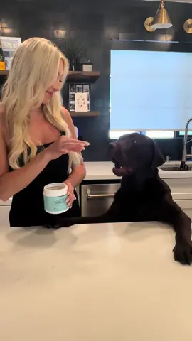 We love our YoYoBays!!!!  #PetsOfTikTok #labpuppy #labradorretriever #fyp #viral #chocolatelab #1min #longervideos #puppylove #yoyobay #petsupplements  #probioticsfordogs  #pets #pethealth  #dognutrition #dogsupplements
