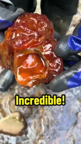 You have to see this! The moment she found this HUGE carnelian agate! 🤩 One of her best finds ever! So lucky! #rockhound #rockhounding #agate #carnelian #washington #rocktok #crystaltok #lucky #big 
