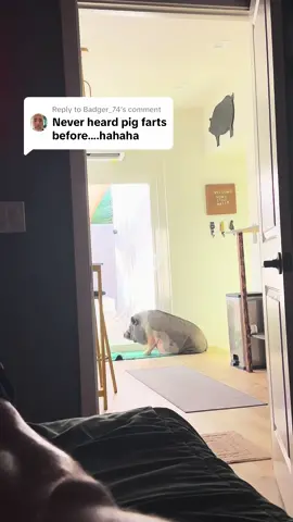 Replying to @Badger_74 hey now you have 😂😂 #animals #funnypets #funnyanimals #cutepets #PetsOfTikTok #animalsoftiktok #fart #fyp 