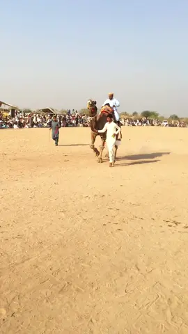 Part 4|| Camel dance 😍 #viral #foryou #Cholistan #camel 