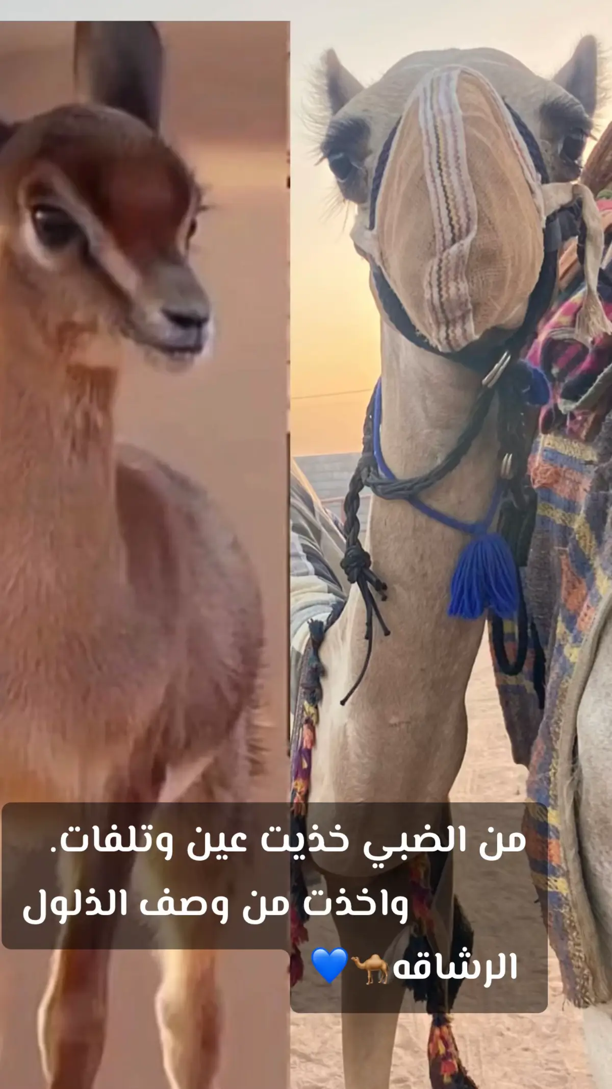 الهجنن💙🌷🐪