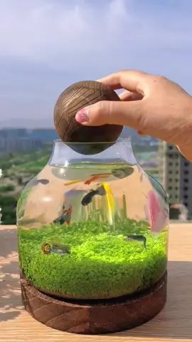 Do you want one?#foryou #foryoupage #fishtoks #fishtanks 