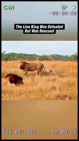 The lion king was defeated but was rescued. #wildanimals #animals #foryou 