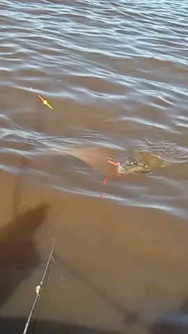 locura de pesca @pesca y devolución.arg 