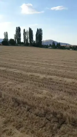 #tümosan8185  #türkbogasi🇹🇷👑  #hasatzamanı  #balya  #sönmezler  #sönmezlerbalyamakinasi  #buğday  #tc590  #newholland  #masseyferguson  #malatya  #doğanşehir  #dalomarlar_tarm44 