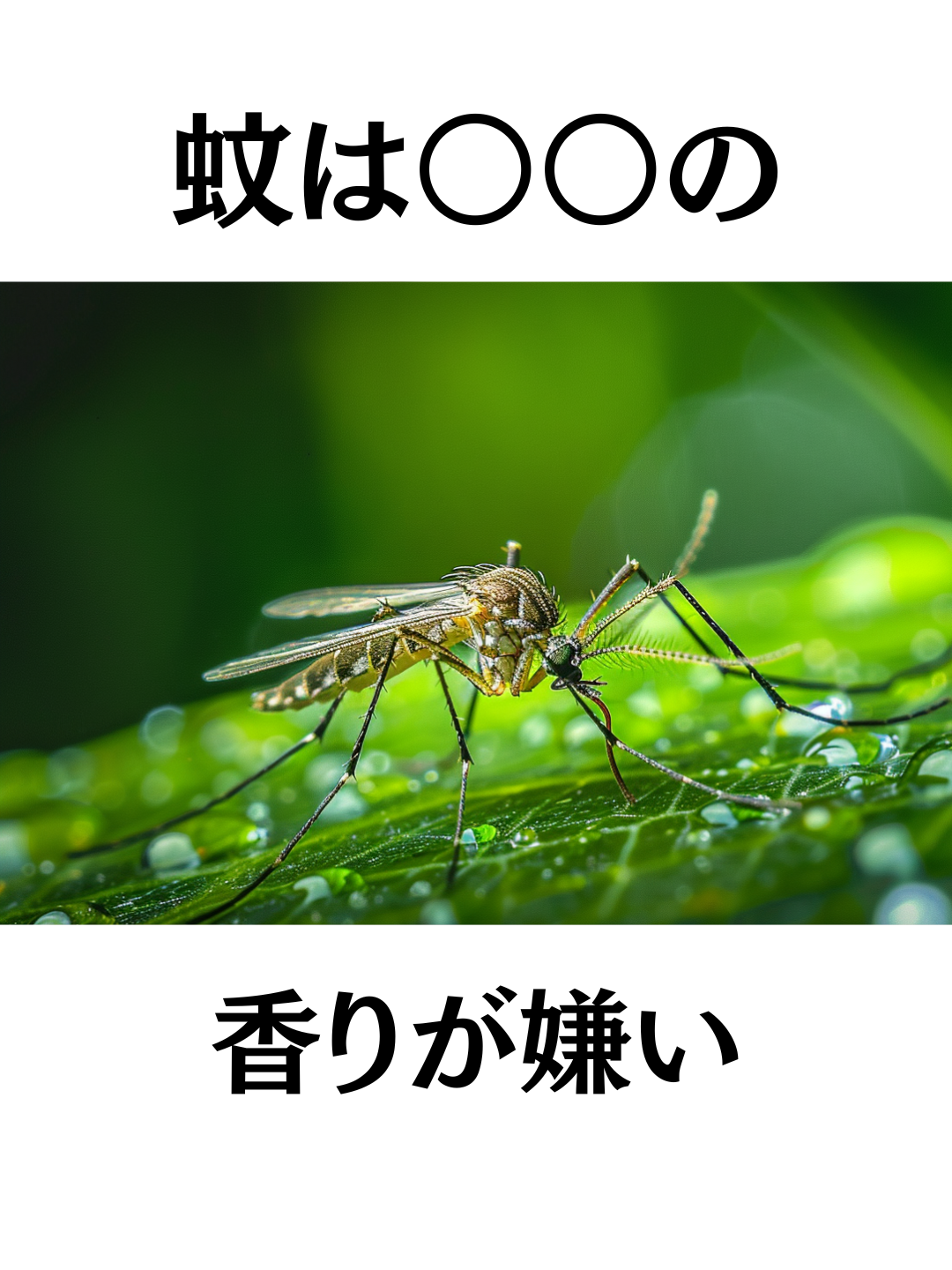 マンションの高層階には蚊が来ないって本当？ ヒトスジシマカの習性や蚊の成長過程、暗い方向に行く理由、そして効果的な蚊よけの香りについて詳しく説明します！ ○○で蚊を撃退しよう！ #雑学 #虫除け #生活の知恵 #健康 動画生成: NoLang (no-lang.com) VOICEVOX:ずんだもん