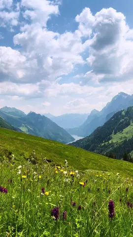 These summer days recharge my soul. 🌸 #naturephotography #switzerland #Outdoors #mountains #swissalps #hike #outdoorslife #inlovewithswitzerland #naturevibes #naturevideos #nature #Hiking #naturevideos #Summer #summervibes #sunshine #wildflowers #meadows 