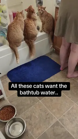 I thought it was only three cats at first.. #Pubity (king.Ian.cats via Collab)