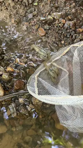 Fastest way to collect crayfish #crayfish #crawdad #crawfish #fishing #creek #Outdoors #summervibes #bait #livebait #crazy #unbelievable #trapping #catchandrelease #pa 