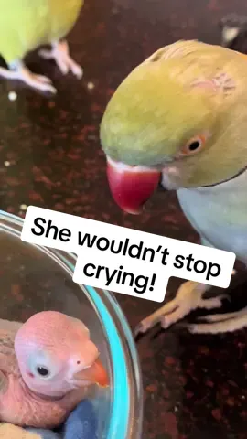 Throwback to baby Ducky when she was throwing a tantrum! (Plus, some extended footage of mom and dad with her!) #birdsoftiktok #parrotsoftiktok #talkingbird #talkingparrot #cuteanimals #funnyanimals #babyanimals #parrot #irn 