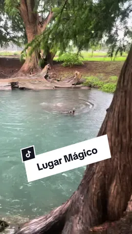 #lugarmagico #lugares #magico #naturaleza #perros #agua #nadar #buenavibra 