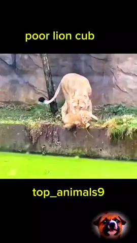 poor lion cub#top_animals9 #lion #animals #animal 