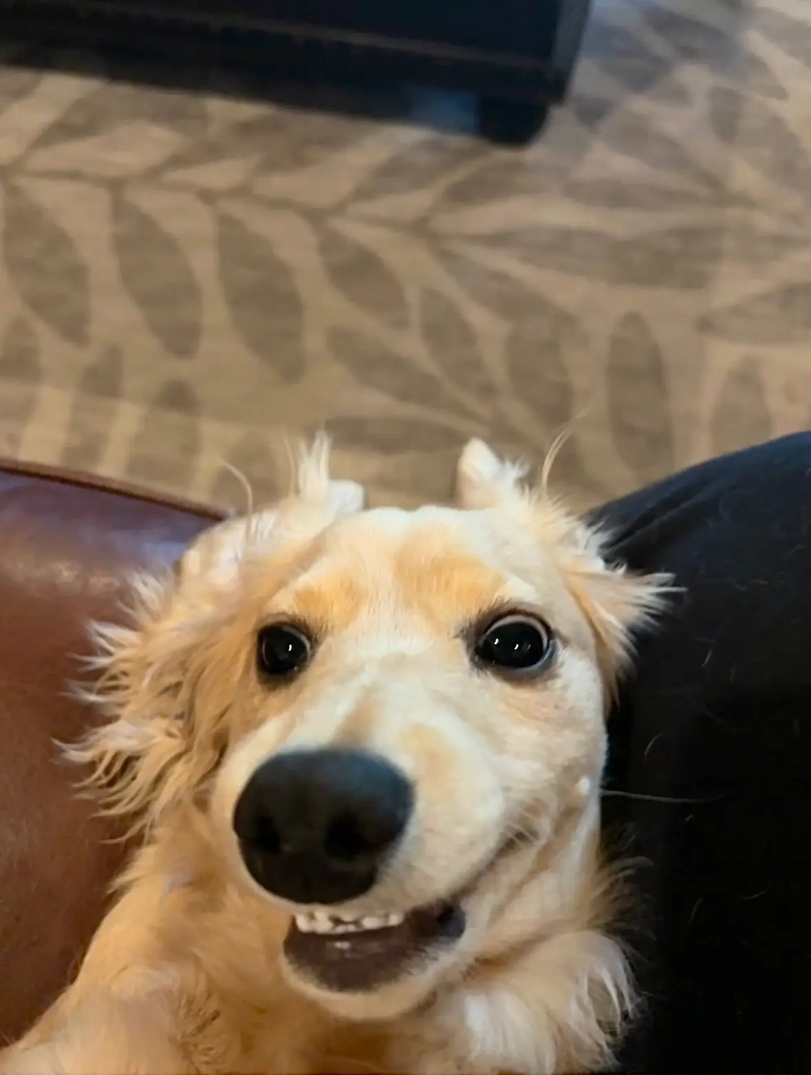 Thought my smile looked good in these photos. What do you think?😁 #feltcutemightdeletelater #cute #selfie #tiktok #dogsoftiktok #minidachshund #puppy #happy 