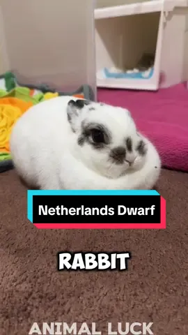 Introducing the Netherlands Dwarf rabbit 🐇 a very cute pet breed #netherlanddwarf #netherlanddwarfrabbit #netherlanddwarfbunny 
