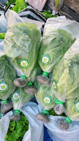 Alhamdulillah hari ini meluncur 35 kg kemasan 1kg dan 10 pack kemasan 2 ons🥬 semangat petani milenial #petanimuda #petanimillenial #sayur #sayurhidroponik #selada #seladahidroponik #hidroponik 