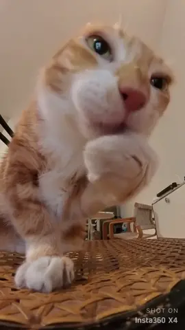 #cat #catsoftiktok #catlover #fyp 