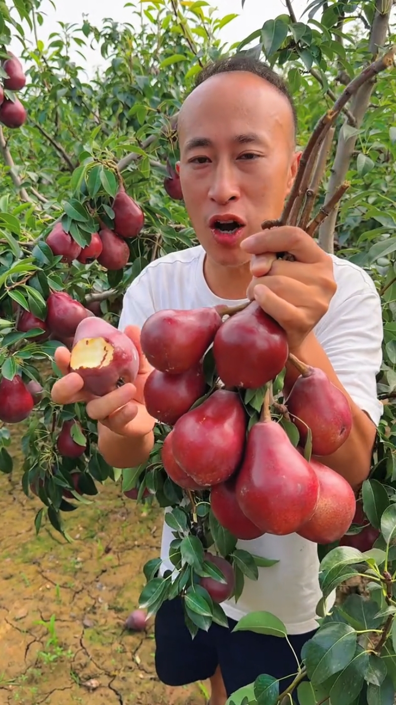 Pearl fruit harvest from farmers with eating so sweet fresh #harvard #top #life #agriculture #2024 