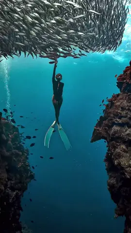Xem đến cuối mới thấy đẹp trời ơi huhuuu #napalingdivepoint #napalingreef #philippines #philippines🇵🇭tiktok #freedive #freediving #lanbien #lantudo #sardines #sardinesrun 
