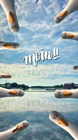 #norddeutschland #plattdüütsch #moin #sabbelnichtdatgeit #fyp #foryou #moinmoin #möwen #gutenmorgen #memes #tiereauftiktok #norddeutsch 