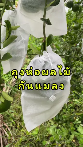 ถุงห่อผลไม้กันแมลง ช่วยป้องกันจากแมลงมากัดต่อยผลไม้เสียหาย #เกษตรกรรุ่นใหม่ #ถุงห่อผลไม้ #ถุงห่อฝรั่ง 
