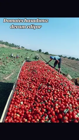#domates#tarım#çiftçi#çiftçilik#salçalık#tarla#traktör#case#massey#deutz#genççiftçi#hasatzamanı#izmir#torbalı#keşfet#keşfetteyizzz