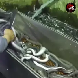 एक ऐसी मछली जिसकी कीमत सोने से भी ज्यादा है..
