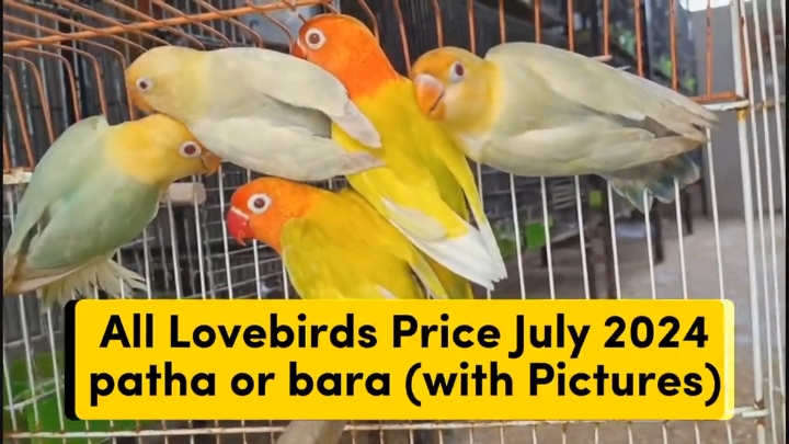 All lovebirds new prices 2024 | love birds price in Pakistan#lovebirds  #lovebirdspriceinpakistan 