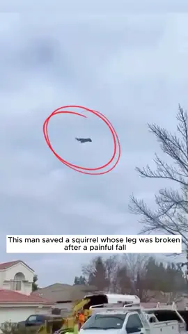 This man saved a squirrel whose leg was broken after a painful fall #animal #animalsoftiktok #rescueanimals #squirrel #pet 