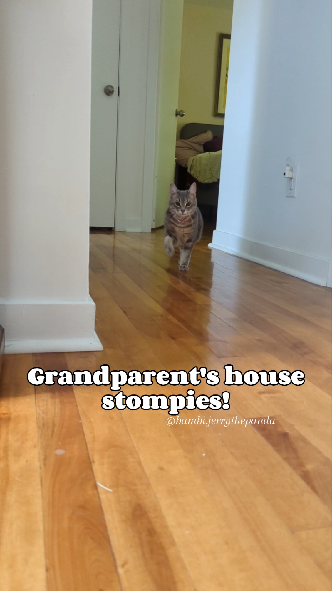 We went on a road trip to visit the grandparents. They love seeing their fur grandkids! This also meant, new wood floors to stomp on! Their floors are much cleaner and waxed. Making Bambi stomp slide! Volume up to hear those stomps!  #Bambi #BambiStomps #ASMR #ASMRCat #Catwalk #Stompie #ChCat #CerebellarHypoplasia 