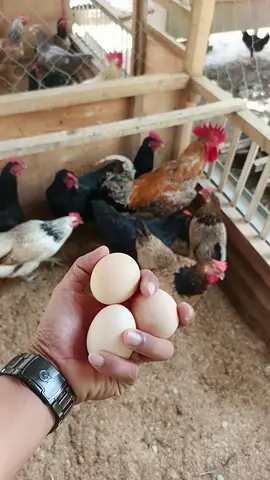 Tetap Panen Telur Setiap Hari #ayam  #ayamkampung  #alphaafarm 
