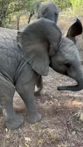Princess Mwana reminding us you don’t need music or a dance floor to show off your moves! As Keeper Evans says, ‘Mwana always makes it a special day for us, to see her in such a happy mood’. Of the 61 calves born to orphans we have rescued, raised, and rewilded, Mwana is the most unique. The first calf of our Umani Springs Unit and, given her mother Murera’s reduced mobility, a wild-born baby who’s remained in our midst. To learn more about Mwana and Murera’s remarkable story, visit: sheldrickwildlifetrust.org/orphans/murera #SheldrickTrust #SWT #MwanaSWT #MureraSWT #miracle #happy #elephants #sheldrickwildlifetrust #kenya #animalrescue #elephant #babyanimals #footwork 