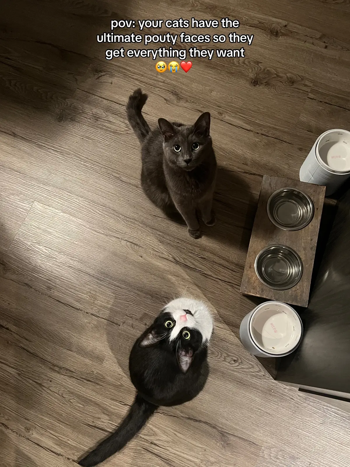 #aceandash #cattok #catsoftiktok #PetsOfTikTok #funnycatsoftiktok #funnycatvideos #siblingcats #fyp 